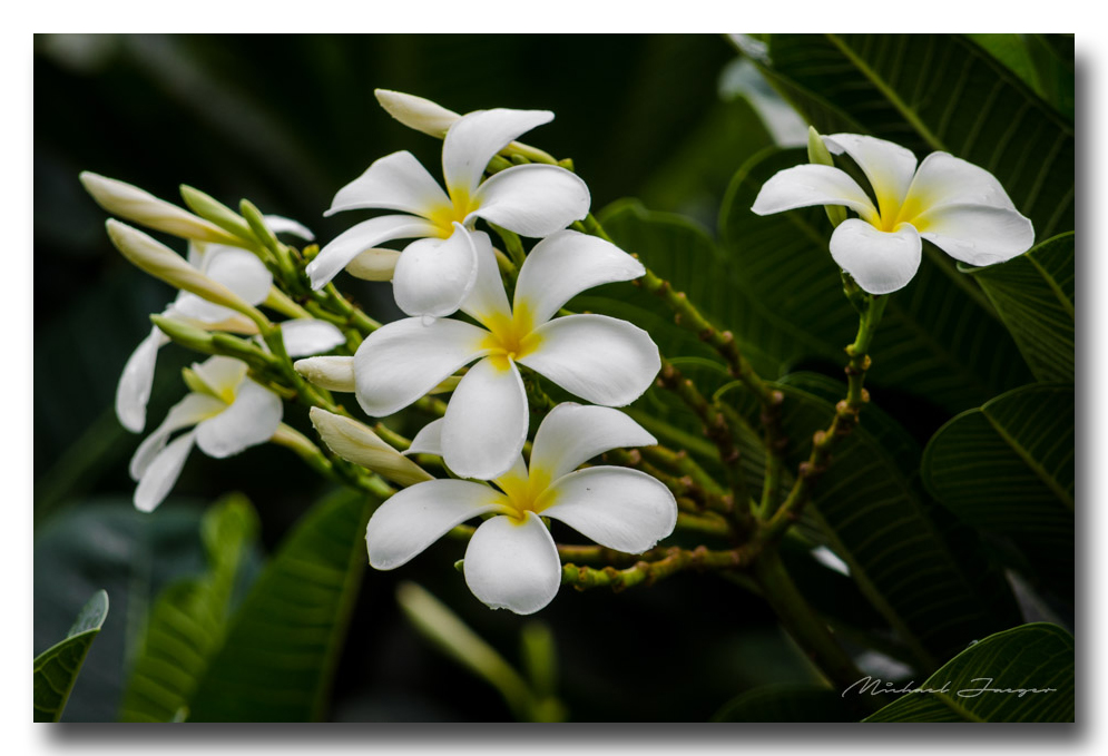 white-flowers-ype-banbung.jpg