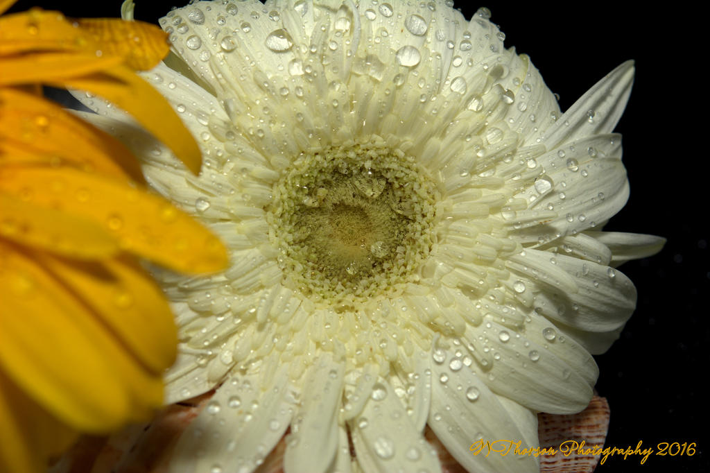 White Gerbera Daisy 9-16-2016.jpg