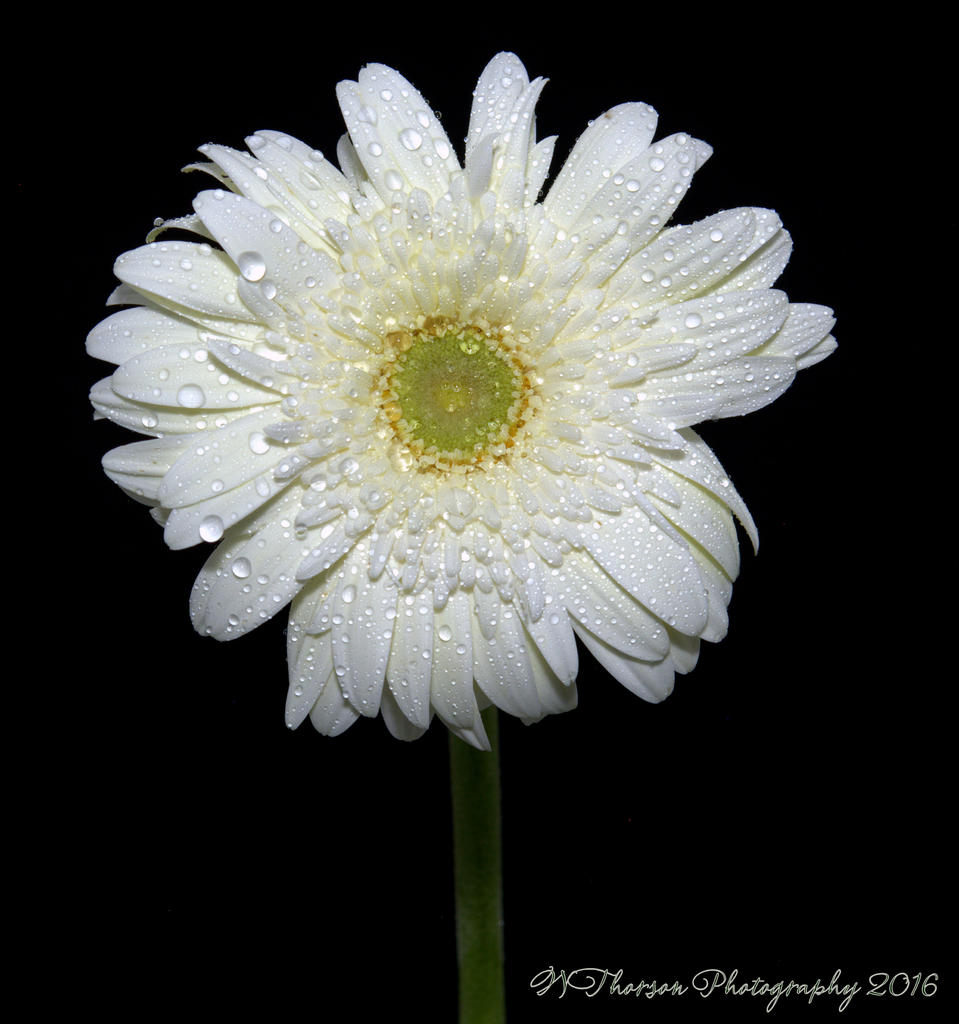 White Gerbera Daisy 9-7-2016.jpg