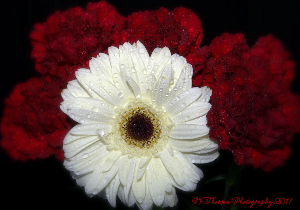 White Gerbera Daisy and Burgundy Carnations 1-10-2017.jpg