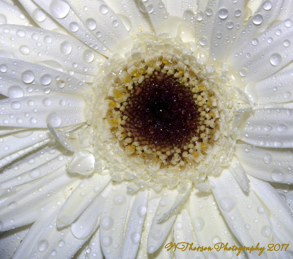 White Gerbera Daisy Macro 1-10-2017.jpg