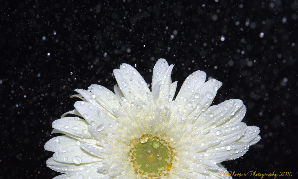 White Gerbera Daisy  Sprayed 9-7-2016.jpg