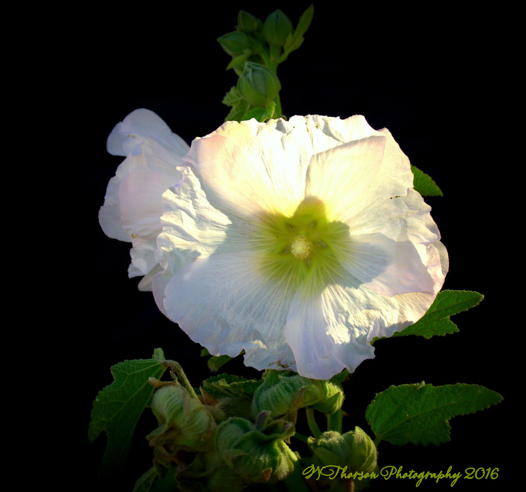 White Hollyhocks 10-9-2016.jpg
