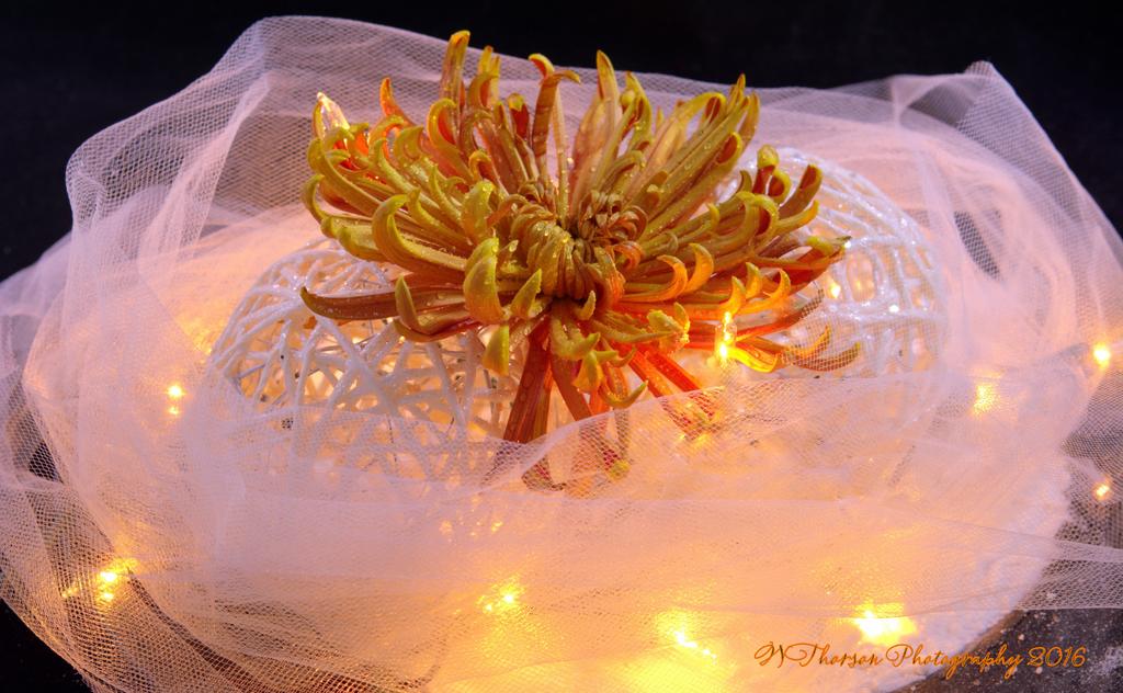 White Lace with Orange Flower 11-4-2016.jpg