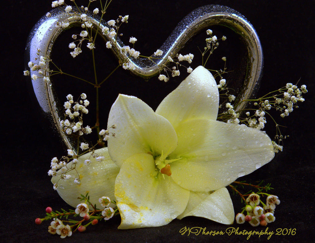 White Lily #1 12-8-2016.jpg