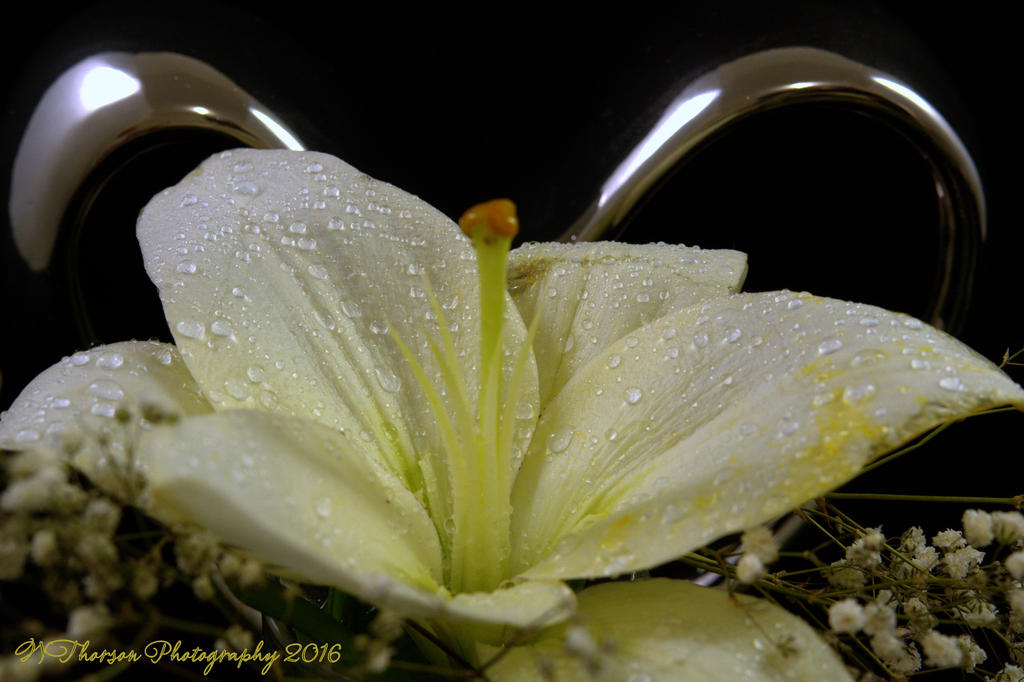 White Lily #2 12-8-2016.jpg