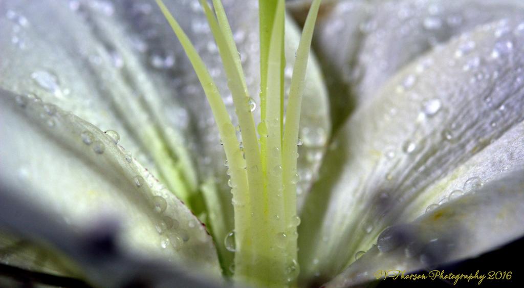 White Lily #3 12-8-2016.jpg