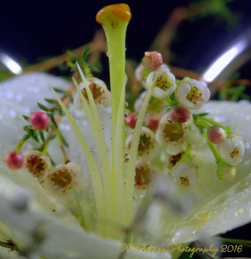 White Lily #4 12-8-2016.jpg