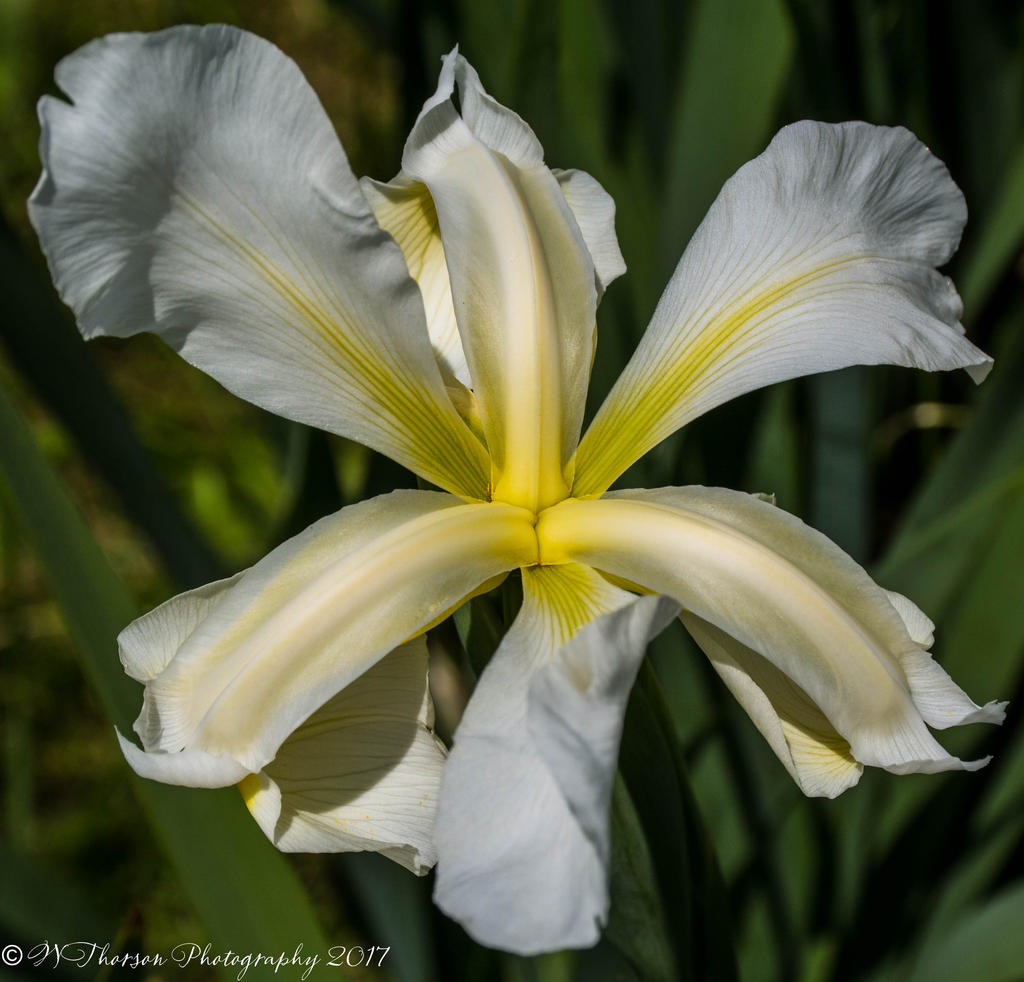 White Lily 7-3-2017.jpg