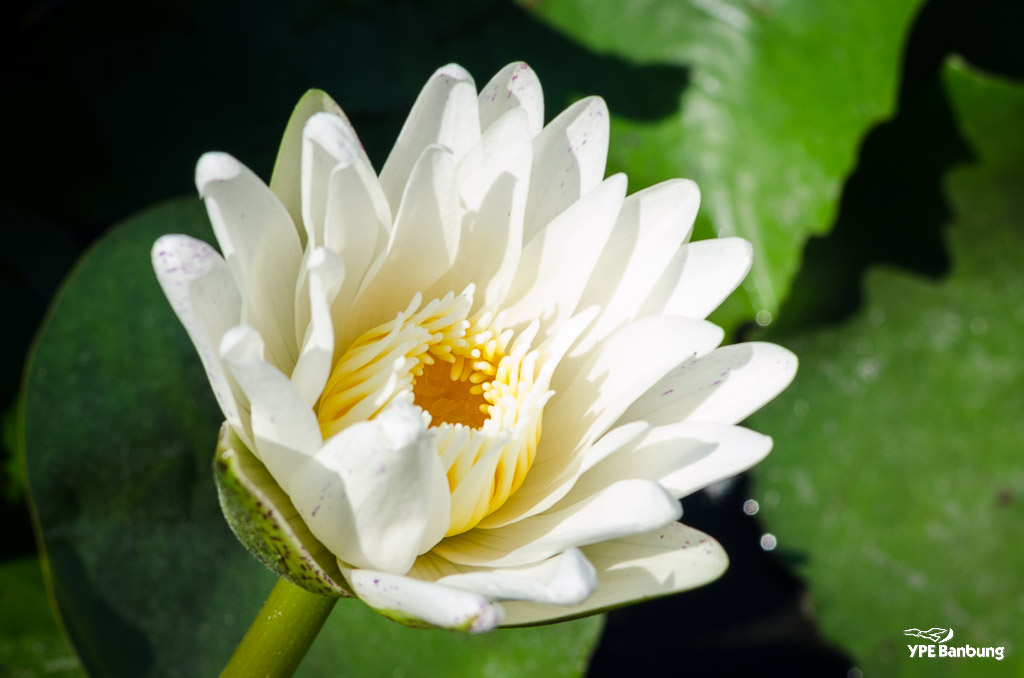 white-lotus-1.jpg