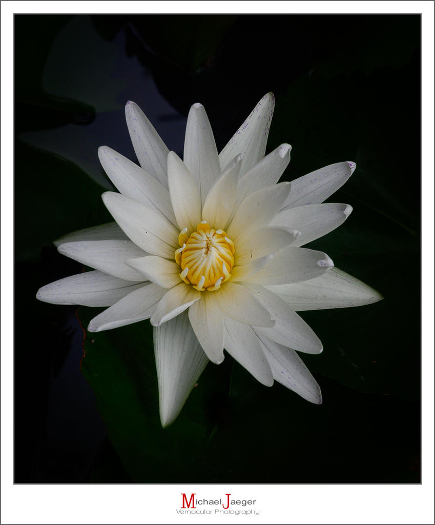 white-lotus-1.jpg