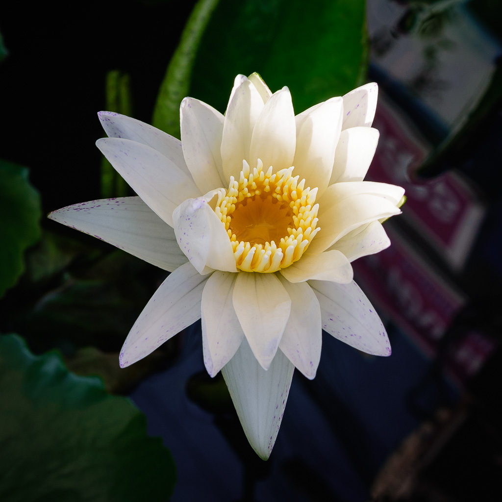 white-lotus-2.jpg