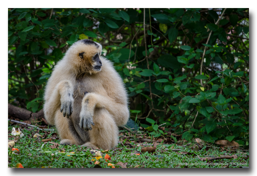 white-monkey-1.jpg
