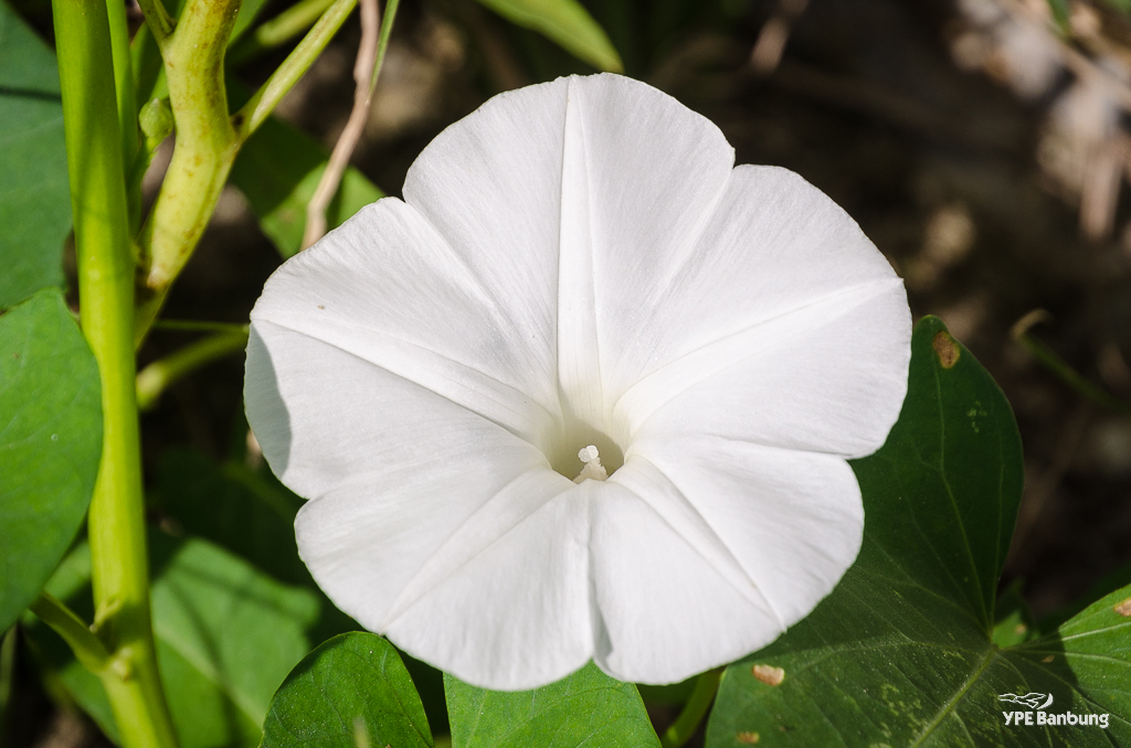 white-morning-1.jpg