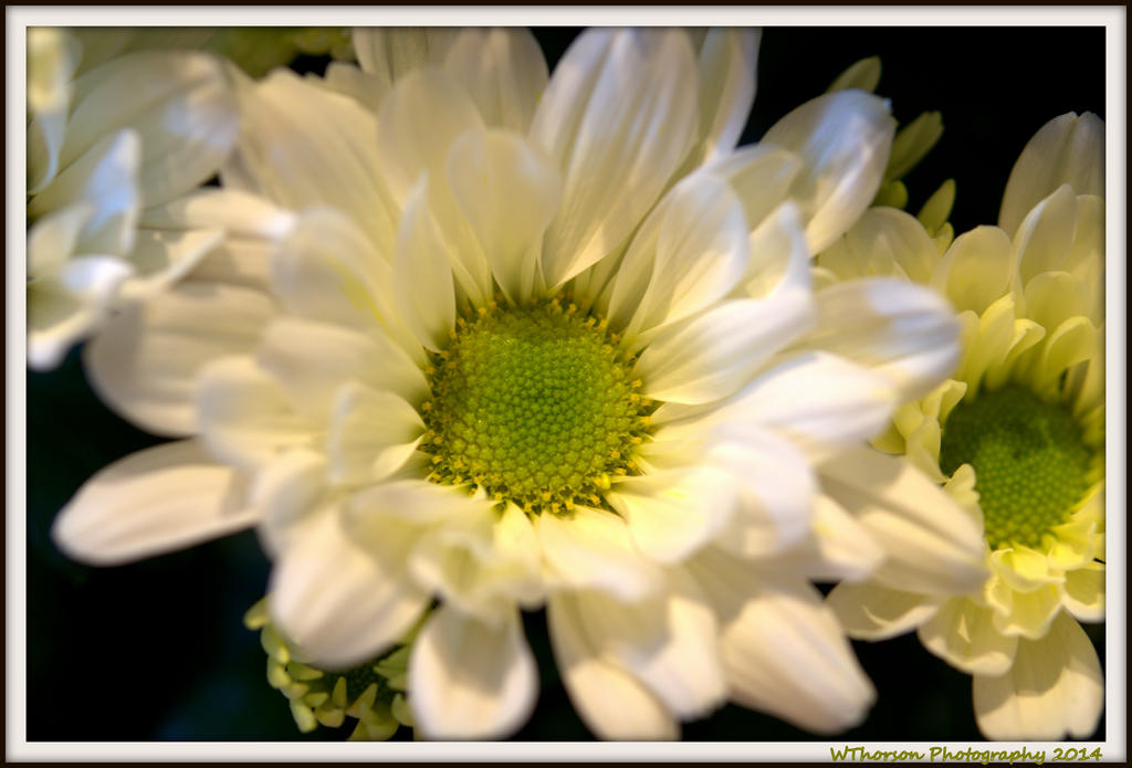 White Mum.jpg