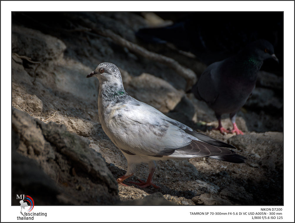 white-one-1-2.jpg
