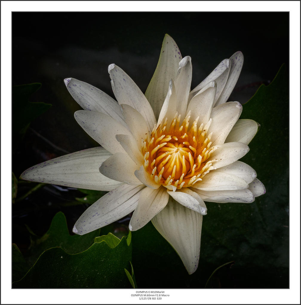 white one-1.jpg