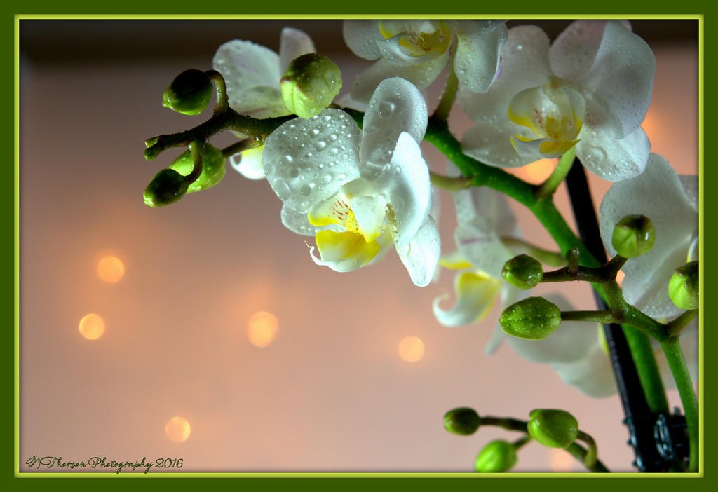 White Orchid 1-12-2016.jpg