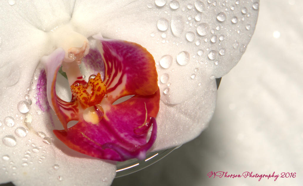 White Orchid 11-11-2016.jpg