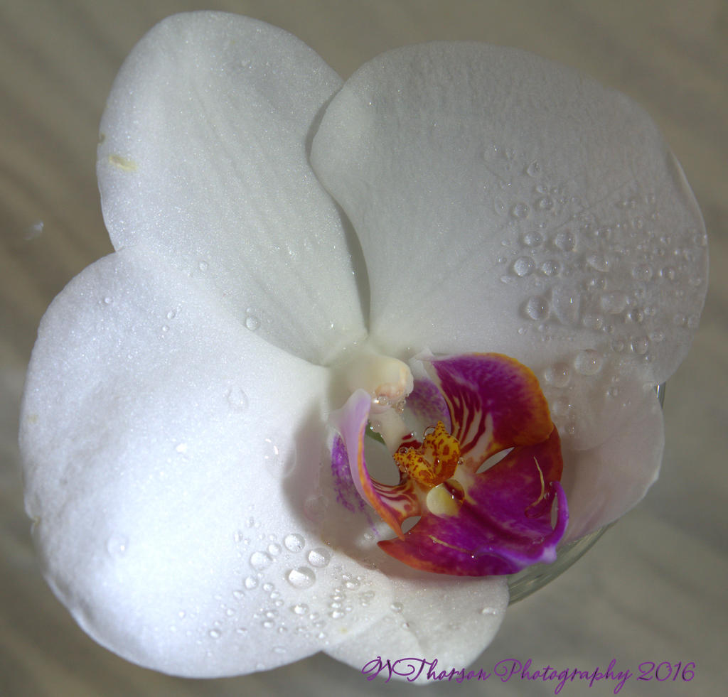 White Orchid  #2 11-11-2016.jpg