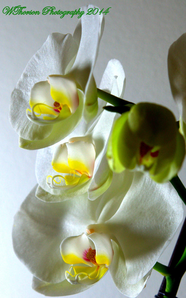 White Orchid 2.jpg