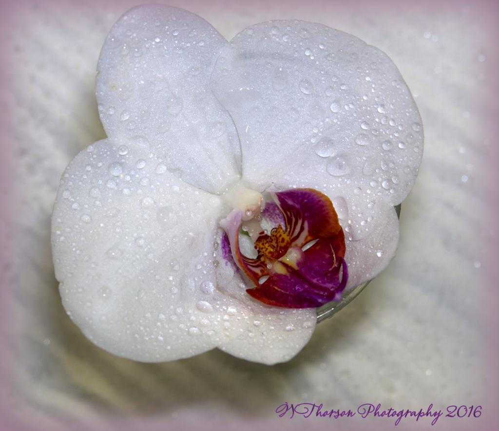 White Orchid  #3 11-11-2016.jpg