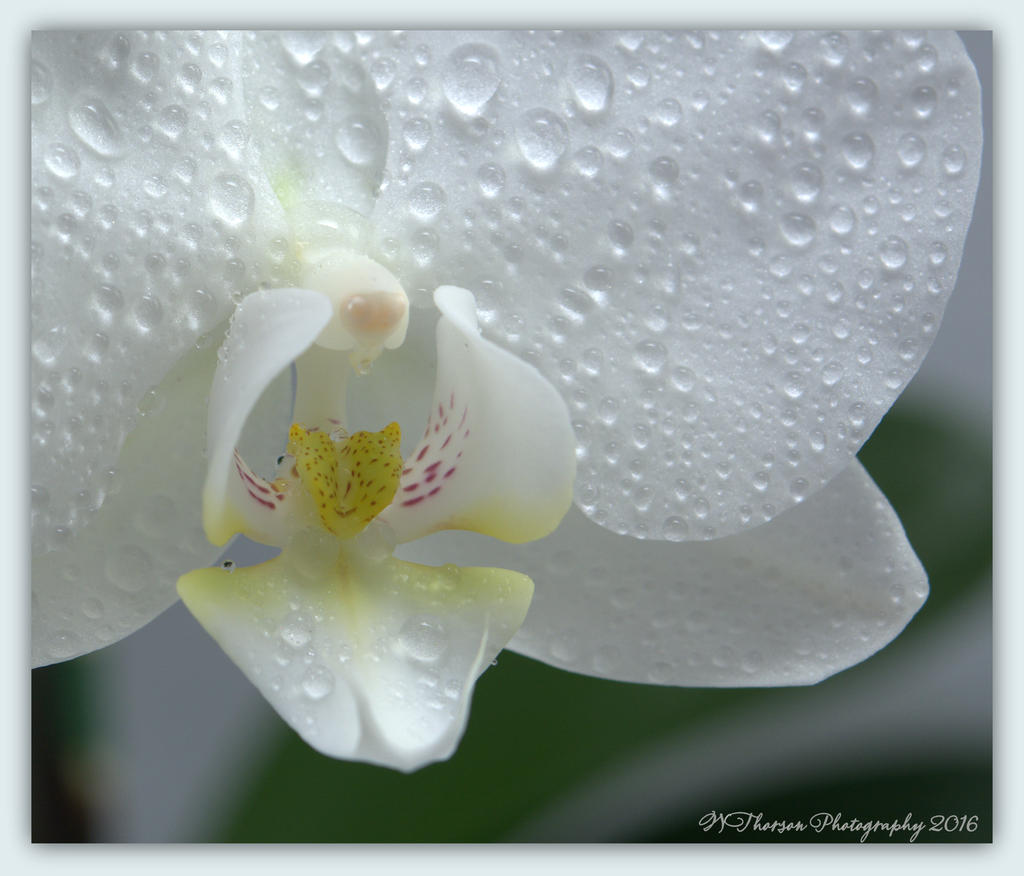 White Orchid Close Up 4-18-2016.jpg