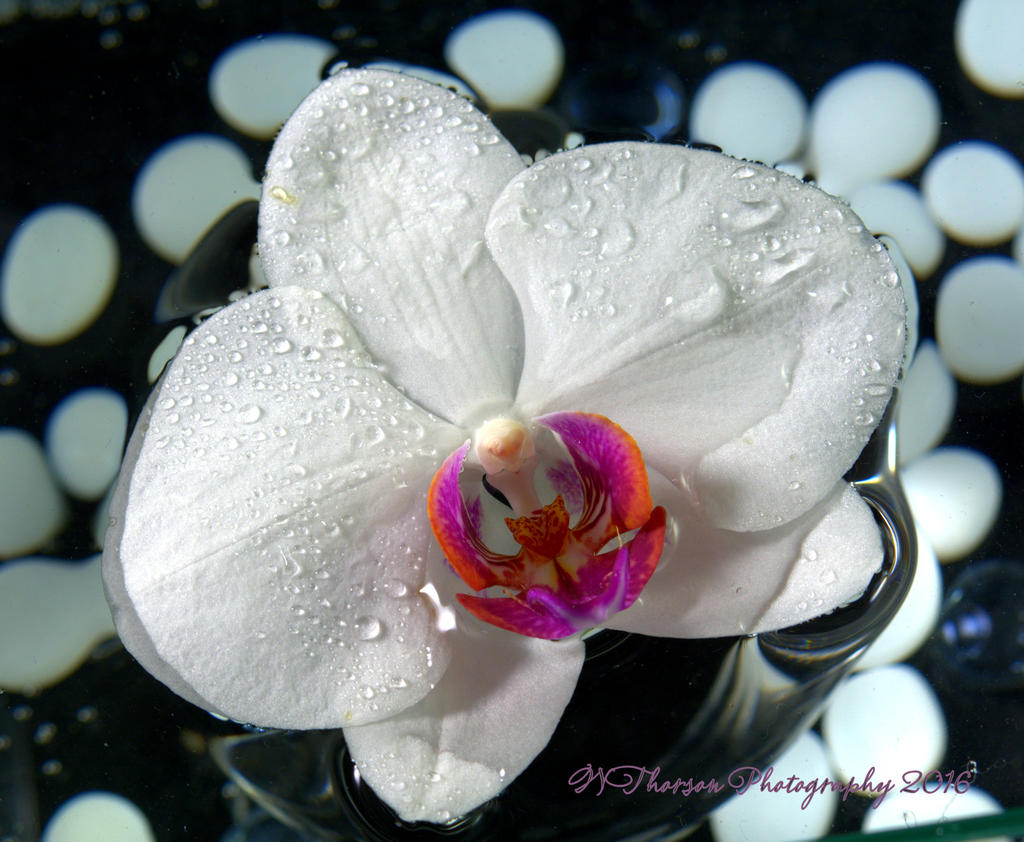 White Orchid in Water 11-16-2016.jpg