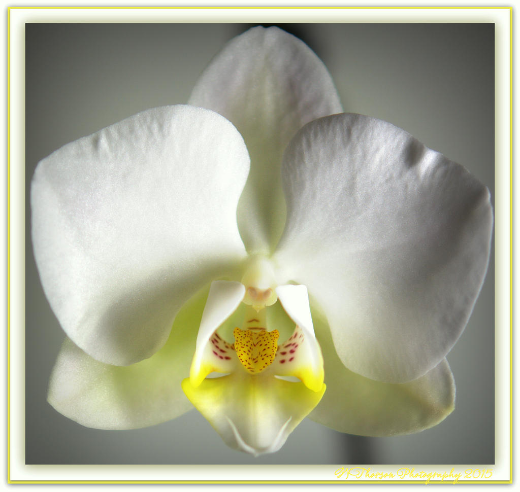 White Orchid.jpg
