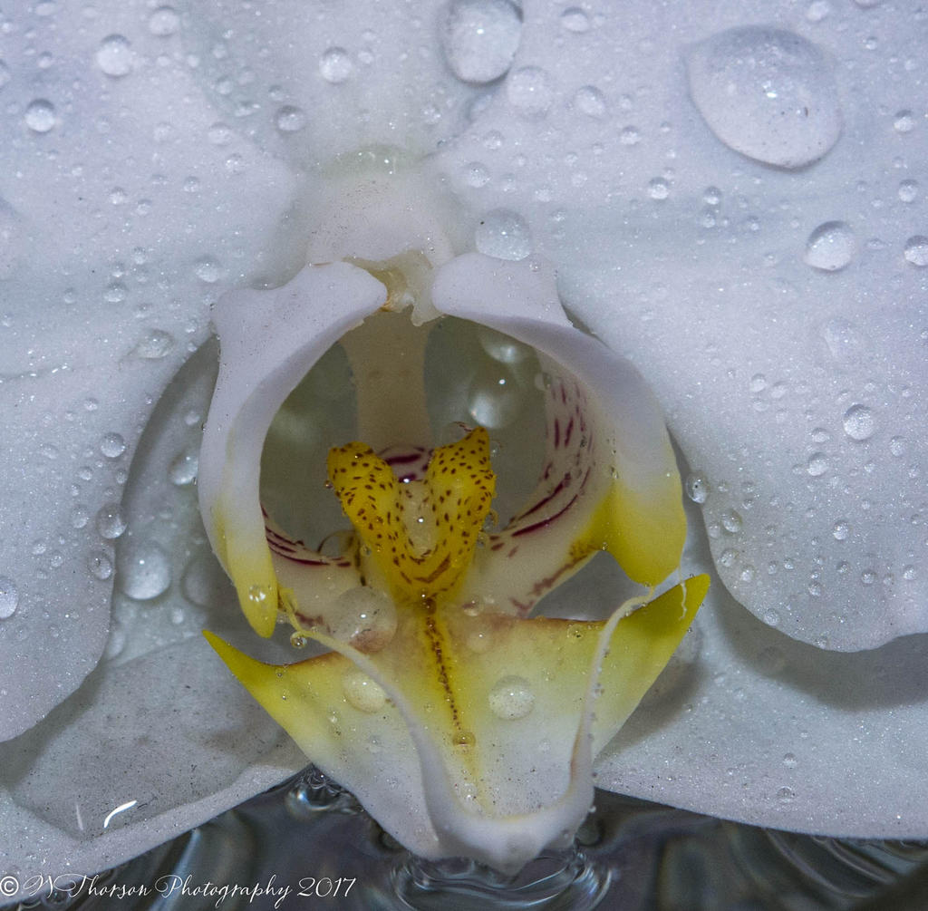 White Orchid Macro 3-23-2017.jpg