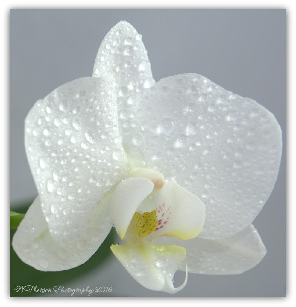 White Orchid Turned 4-18-2016.jpg