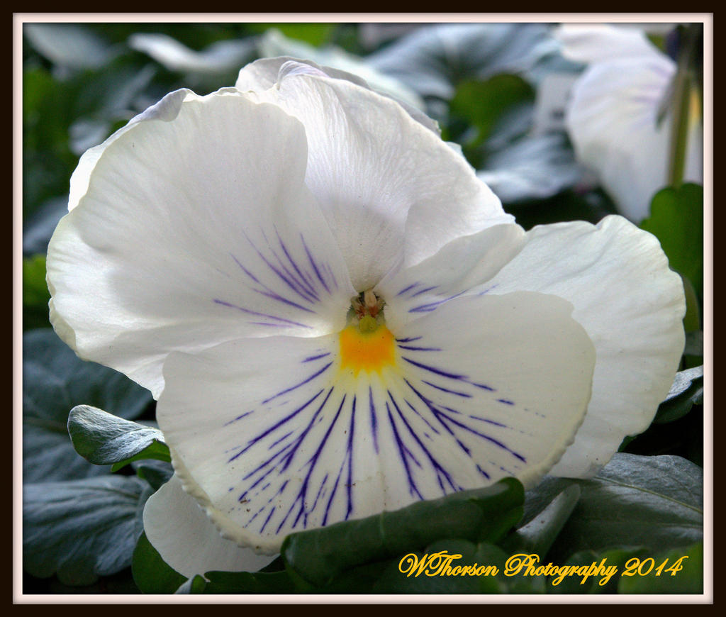 White Pansie 2.jpg