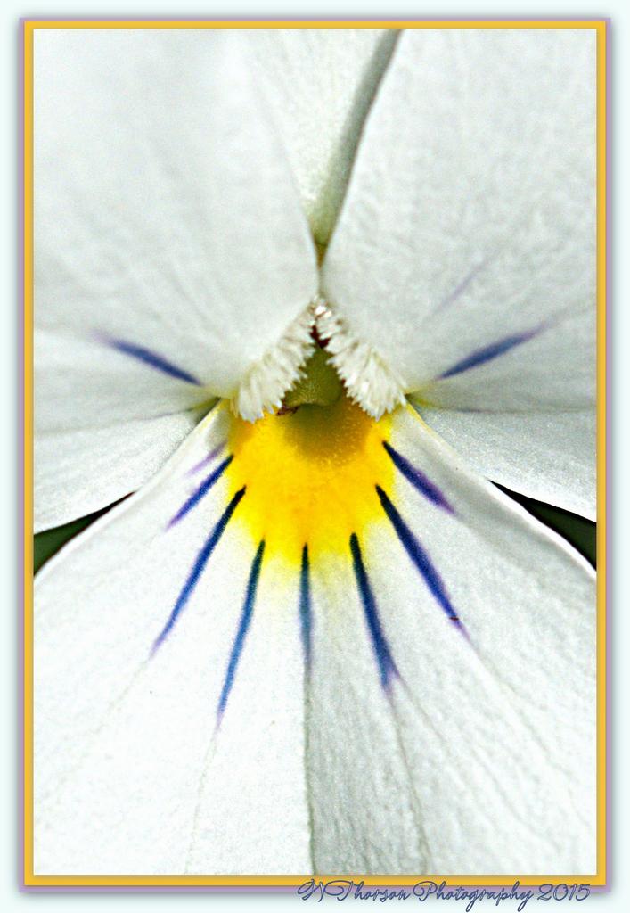 White Pansie with Yellow and Purple.jpg