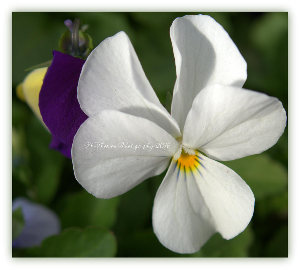 White Pansy 3-17-2016.jpg