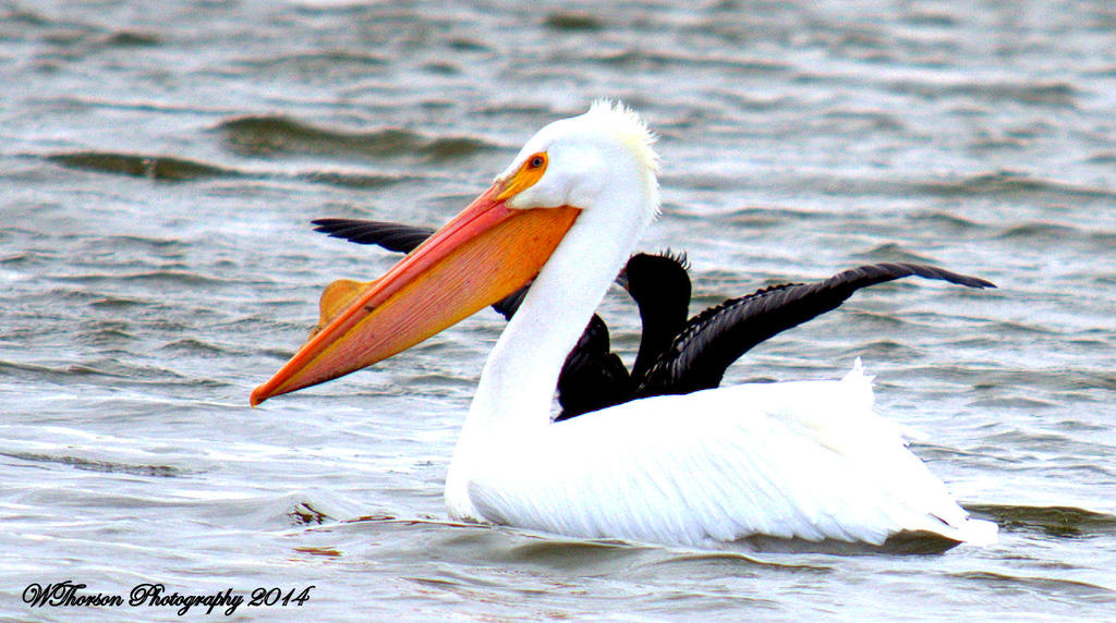 White Pelican and Black Loone.jpg