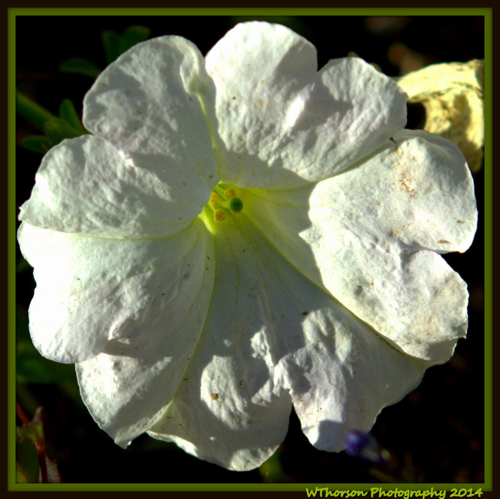 White Petunia in my Garden.jpg