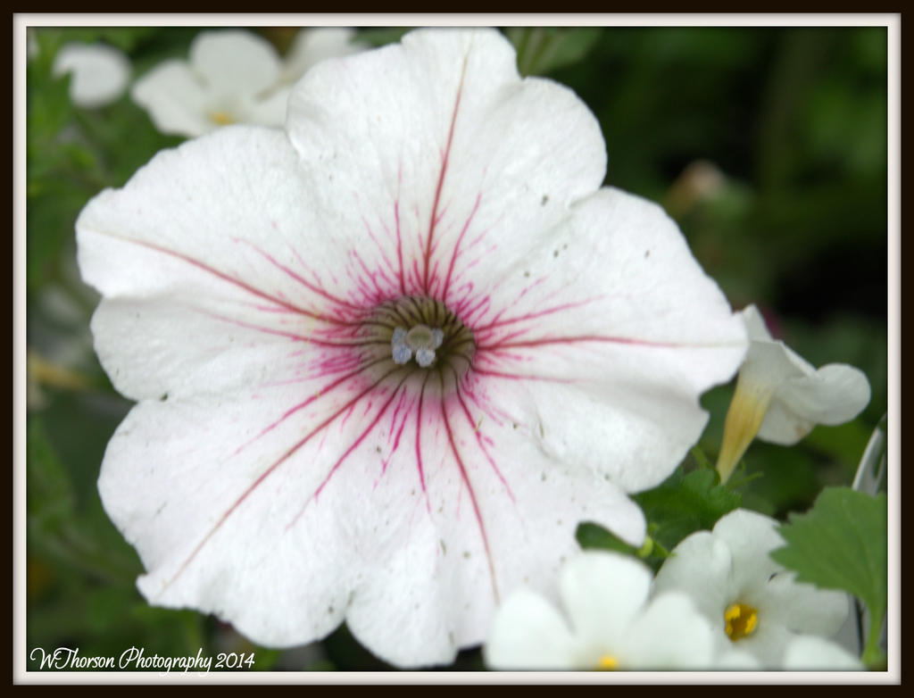 White Petunia.jpg