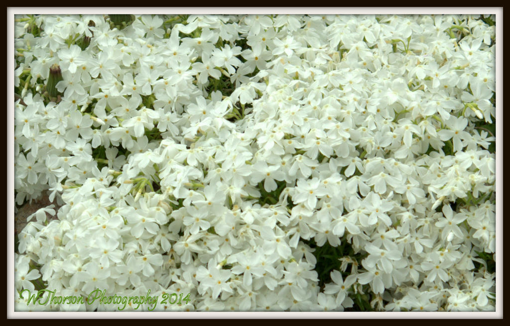 White Phlox.jpg
