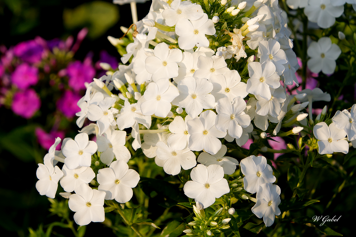 White phlox sm.jpg