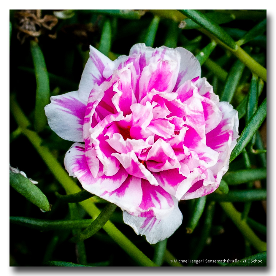 white-pink.jpg