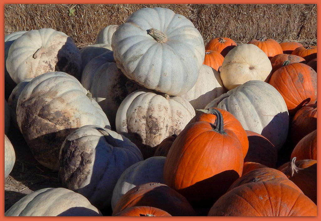 White Pumpkins.jpg