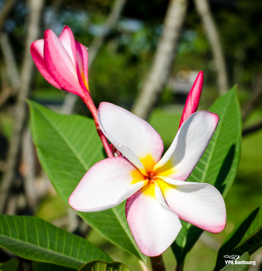 white-red-1.jpg