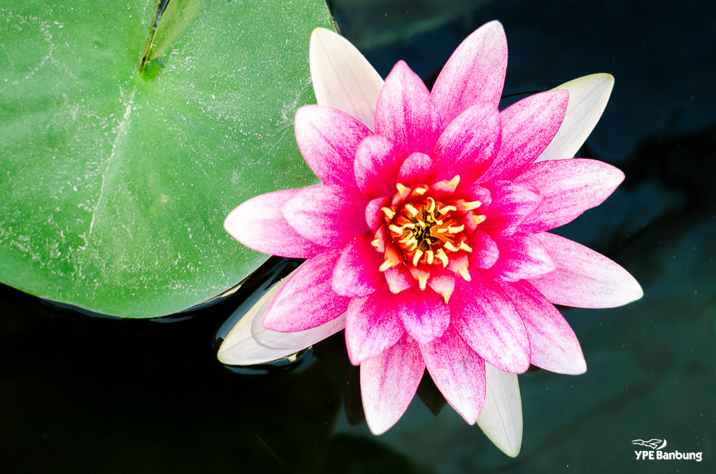 white-red-pink-1.jpg