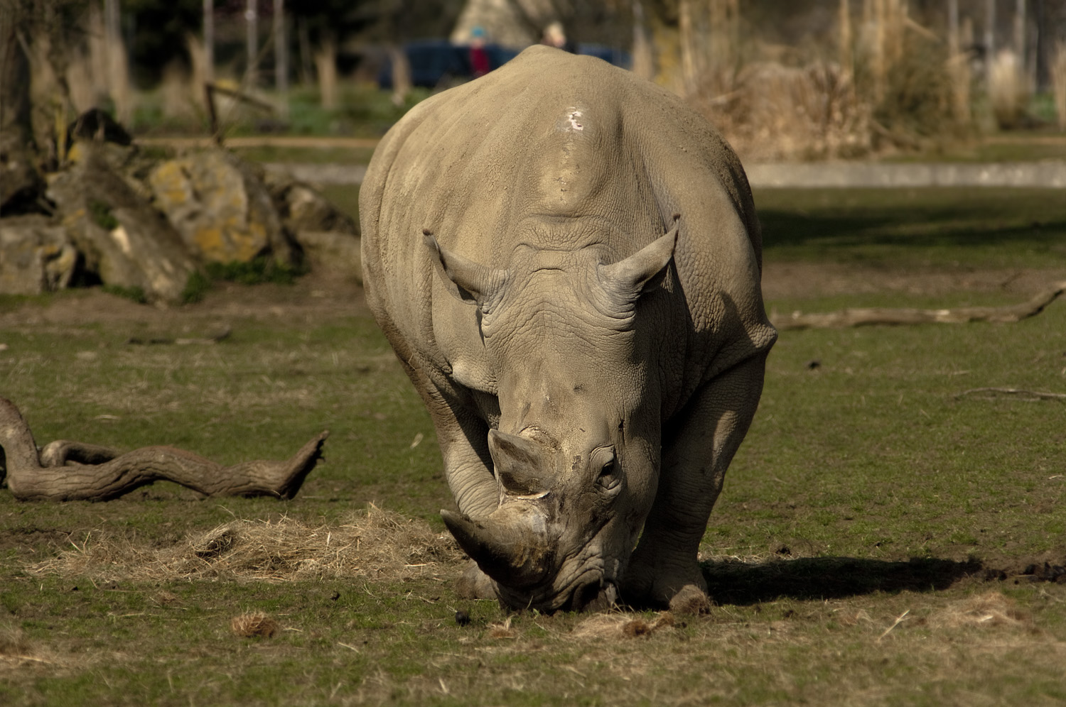 White Rhino 1.jpg
