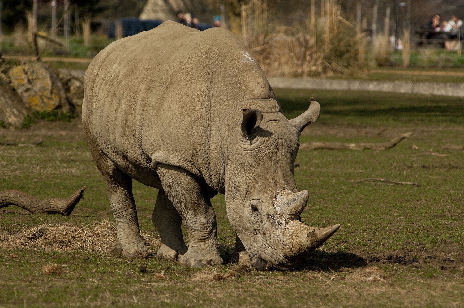 White Rhino 2.jpg