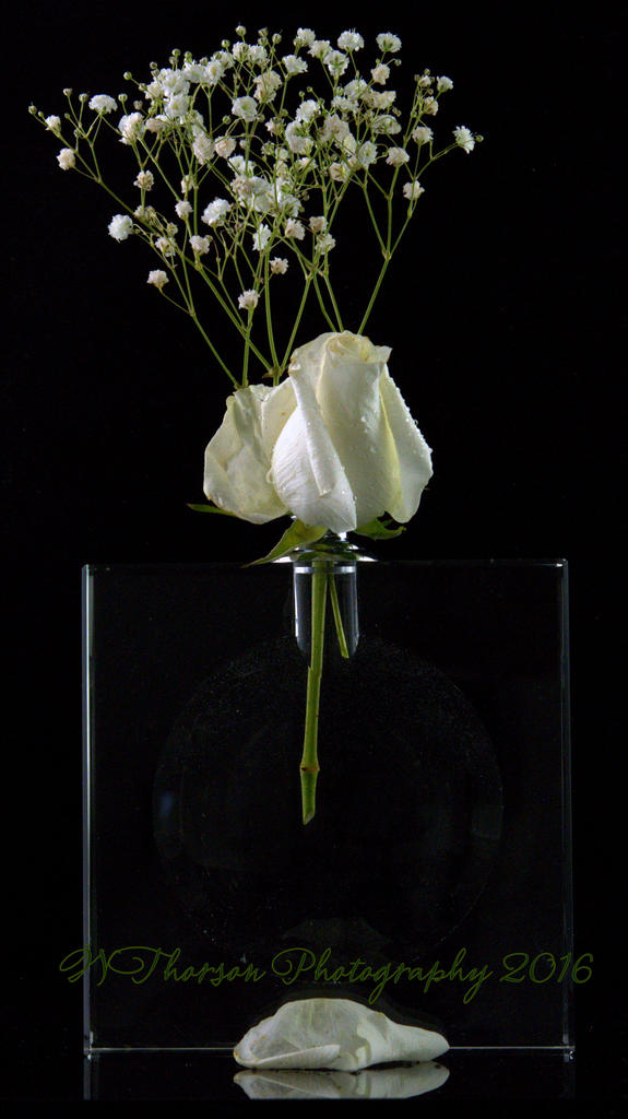 White Rose #1 8-22-2016.jpg