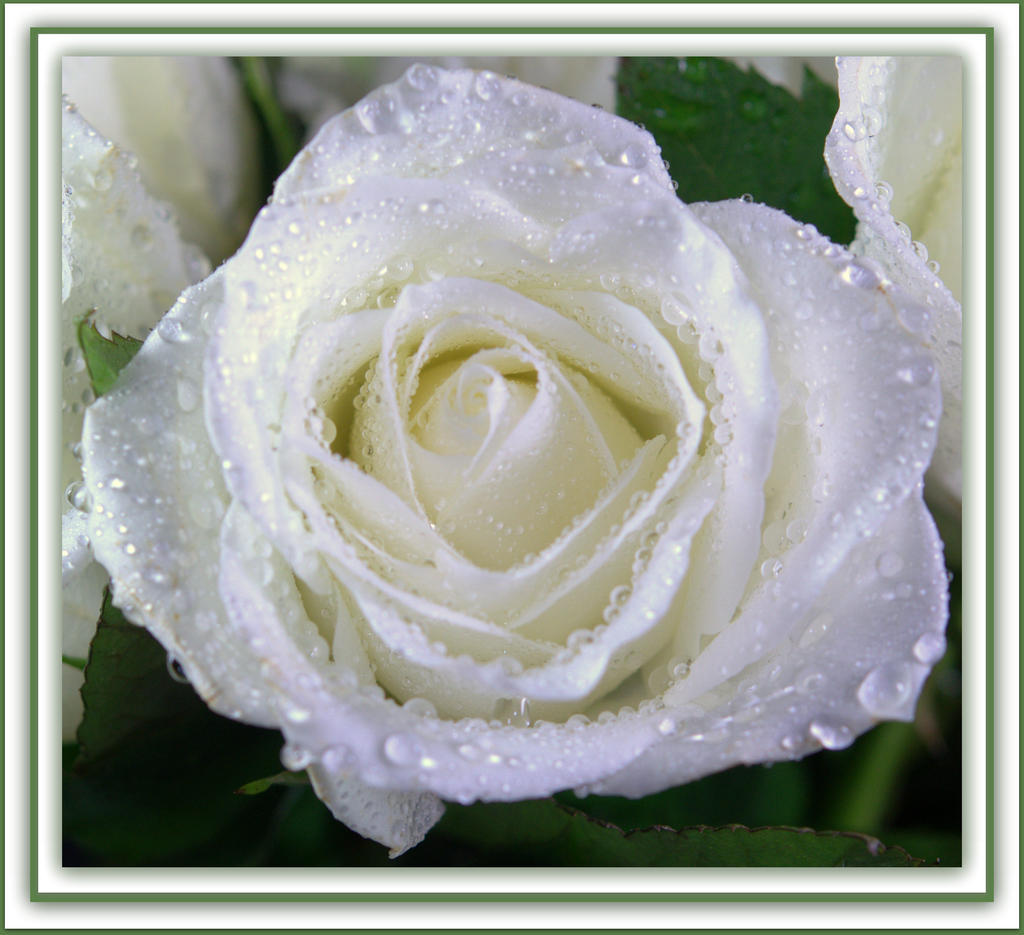 White Rose 12-10-2014.jpg