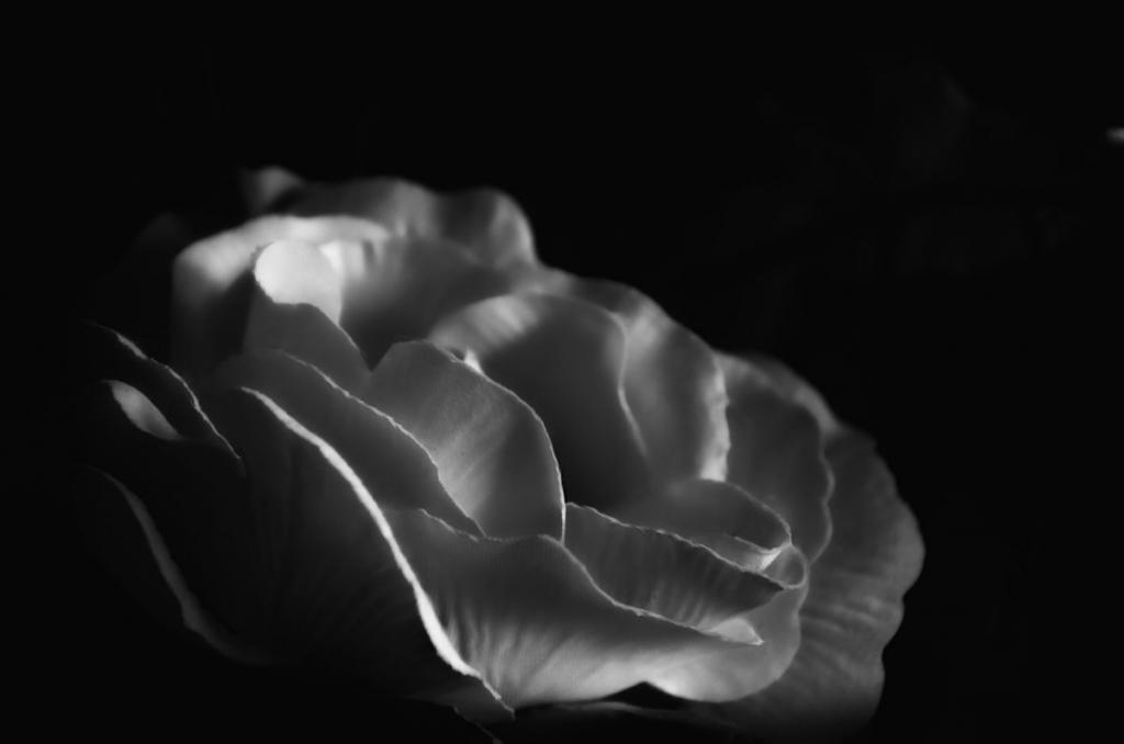 white rose 1200.jpg