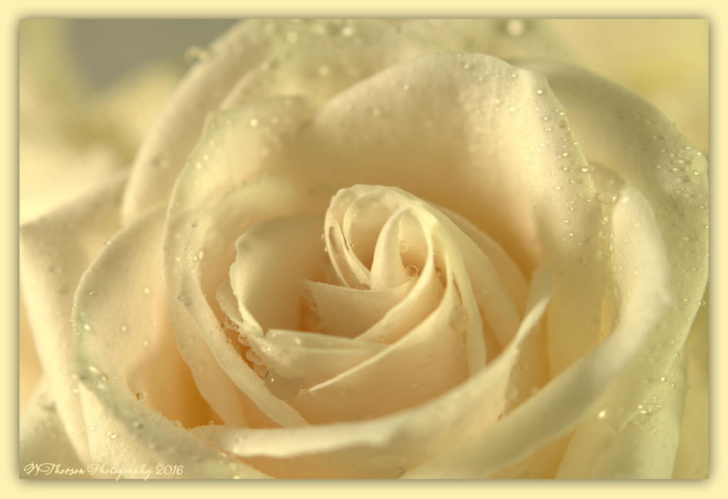 White Rose 2-17-2016.jpg