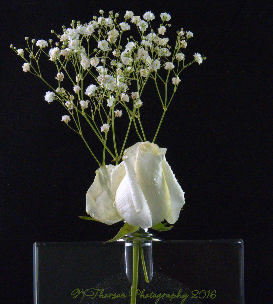 White Rose #2 8-22-2016.jpg